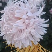 Светлана 50, Анапа секс знакомства в г Анапа