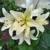 Секс фото - Женщина 40, Минск