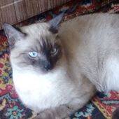 Ирина 40, Алматы секс знакомства в г Алматы