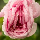 Светлана 41, Алматы секс знакомства в г Алматы