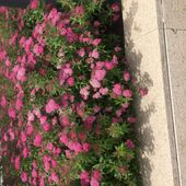 Далия 36, Алматы секс знакомства в г Алматы