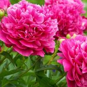 Гаухар 45, Алматы секс знакомства в г Алматы