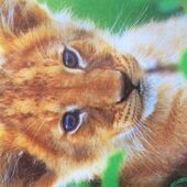 секс знакомства в г Астана