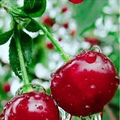 Баги 40, Алматы секс знакомства в г Алматы