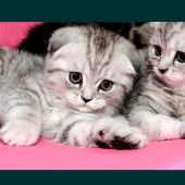 Секс фото - Багжан Бауыр 31, Кызылорда