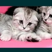 Секс фото - Багжан Бауыр 31, Кызылорда