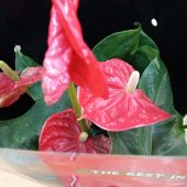 Секс фото - Оля 38, Кемерово