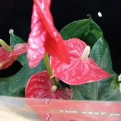 Секс фото - Оля 38, Кемерово