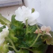 Сауле 37, Усть-Каменогорск секс знакомства в г Усть-Каменогорск