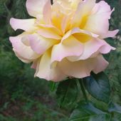 Елена 46, Санкт-Петербург секс знакомства в г Санкт-Петербург