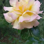 Секс фото - Елена 46, Санкт-Петербург